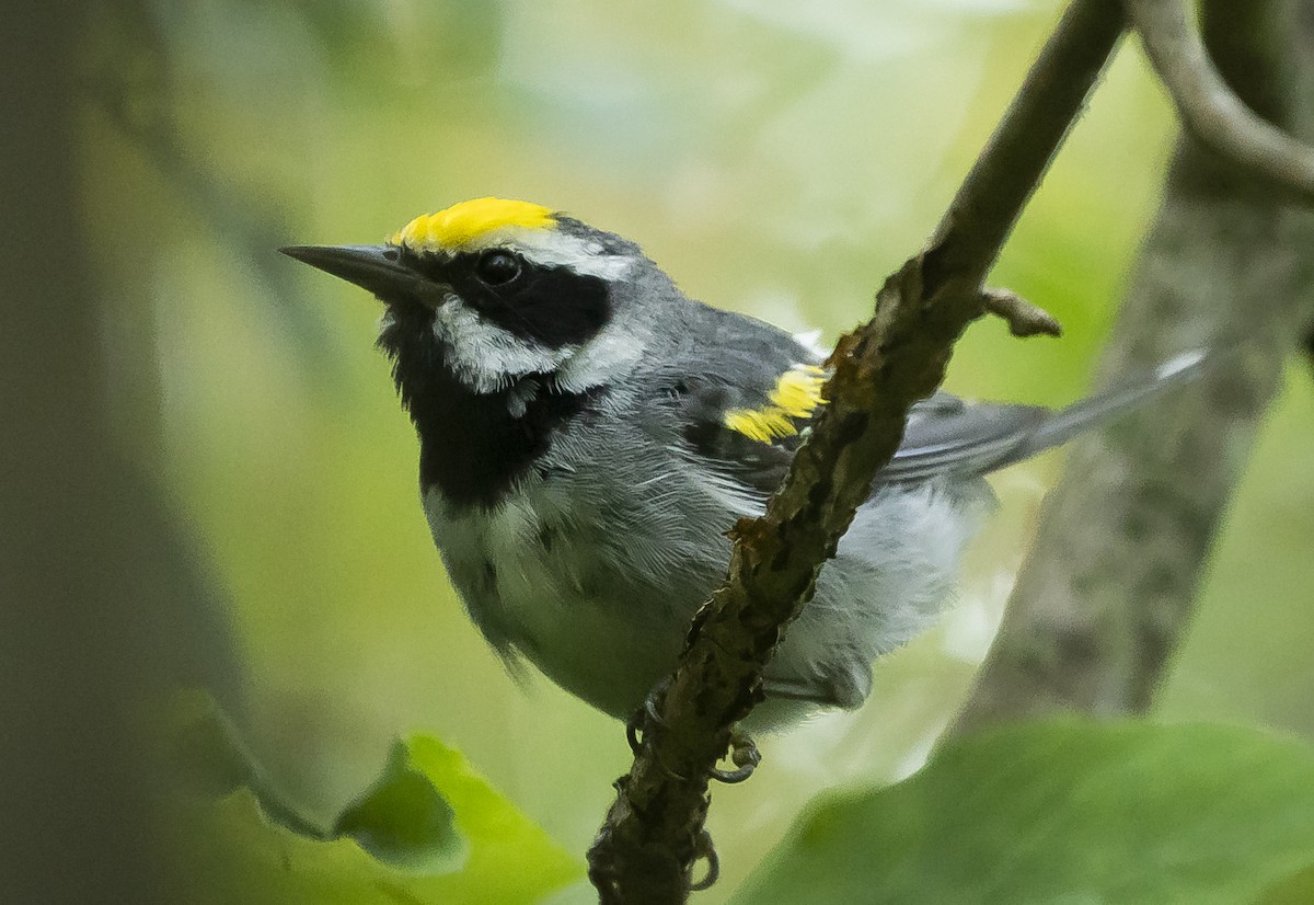 Golden-winged Warbler - Anonymous