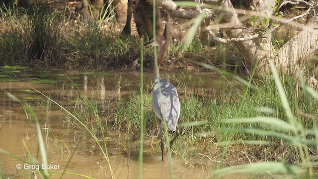 Goliath Heron - ML248060191