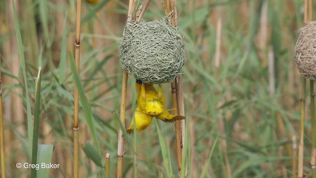 African Golden-Weaver - ML248060311