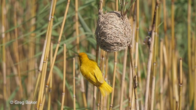 African Golden-Weaver - ML248060351