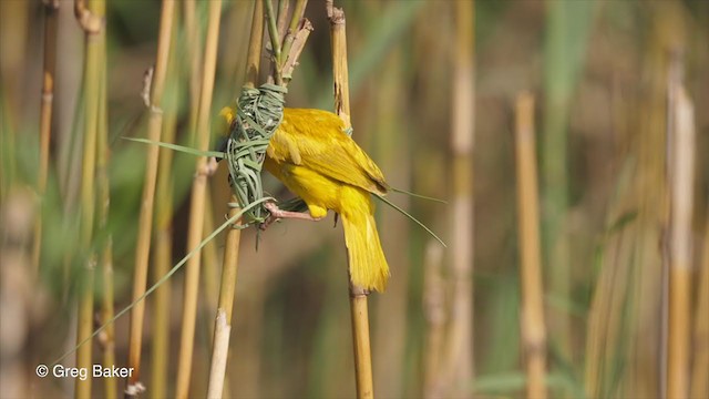 African Golden-Weaver - ML248060401