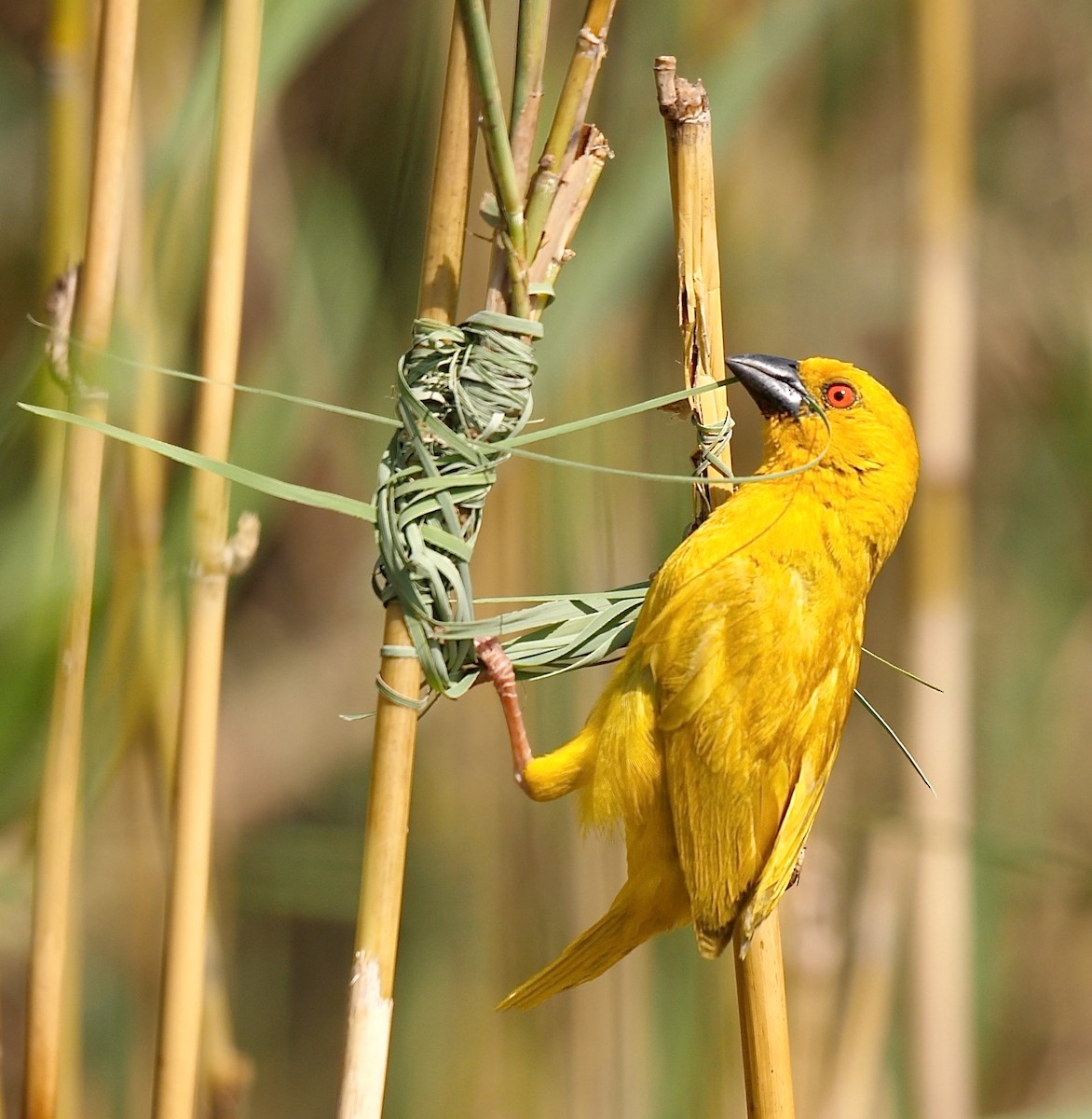 African Golden-Weaver - Greg Baker