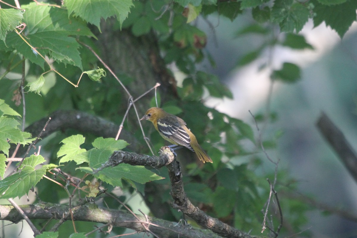 Orchard Oriole - ML248060941