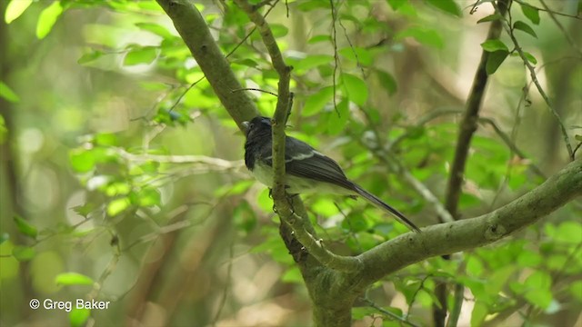 カンムリヒタキ（bivittatus グループ） - ML248062491