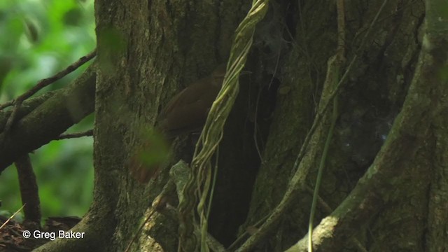 Terrestrial Brownbul - ML248062551