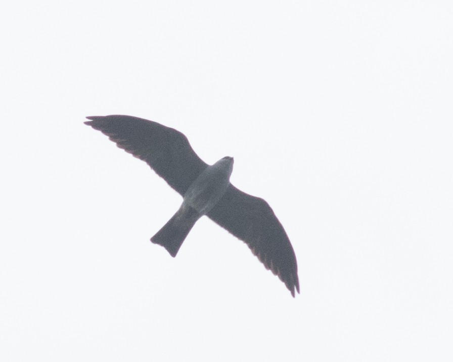 Mississippi Kite - ML248064351