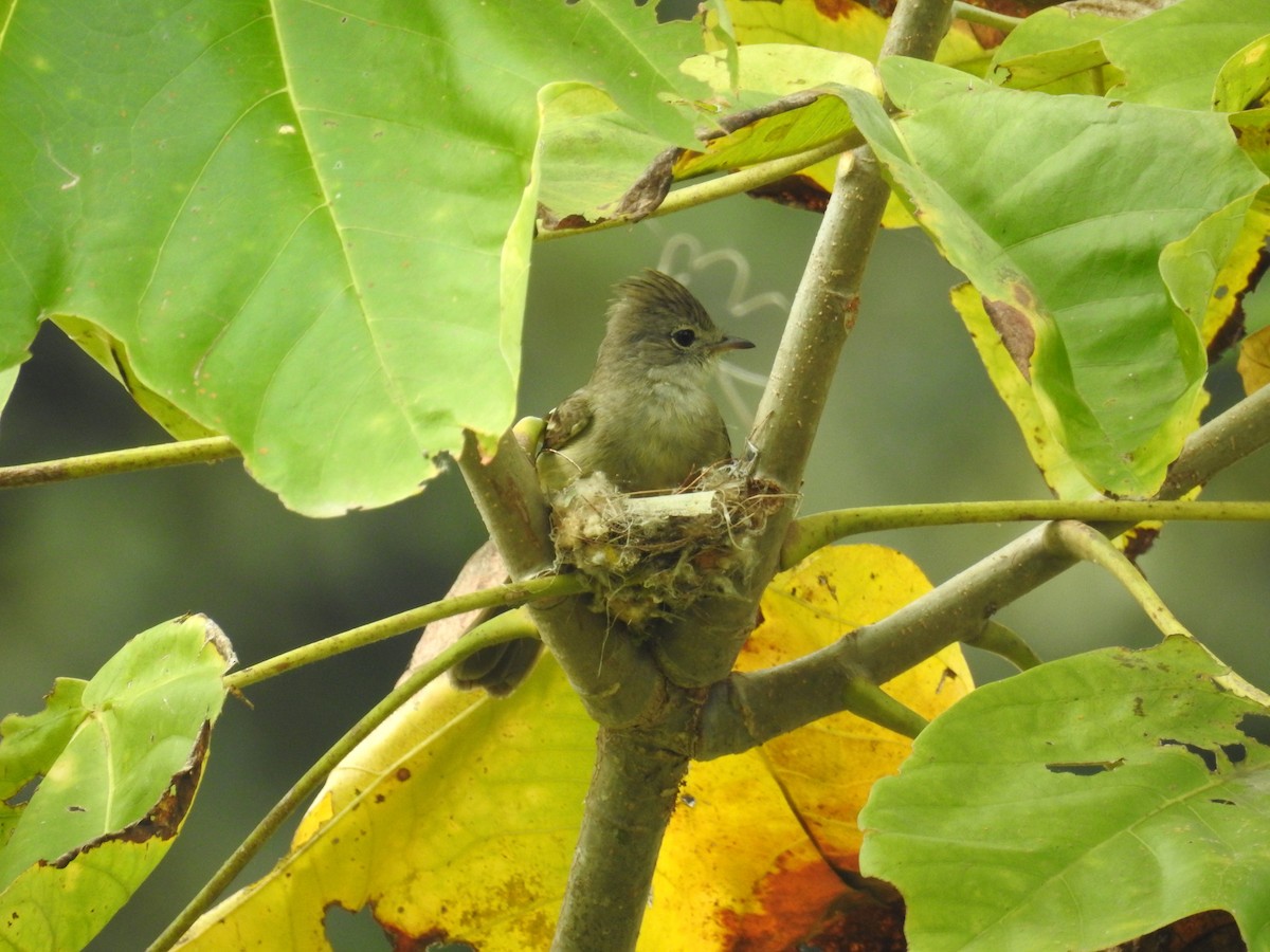 Yellow-bellied Elaenia - ML24806461