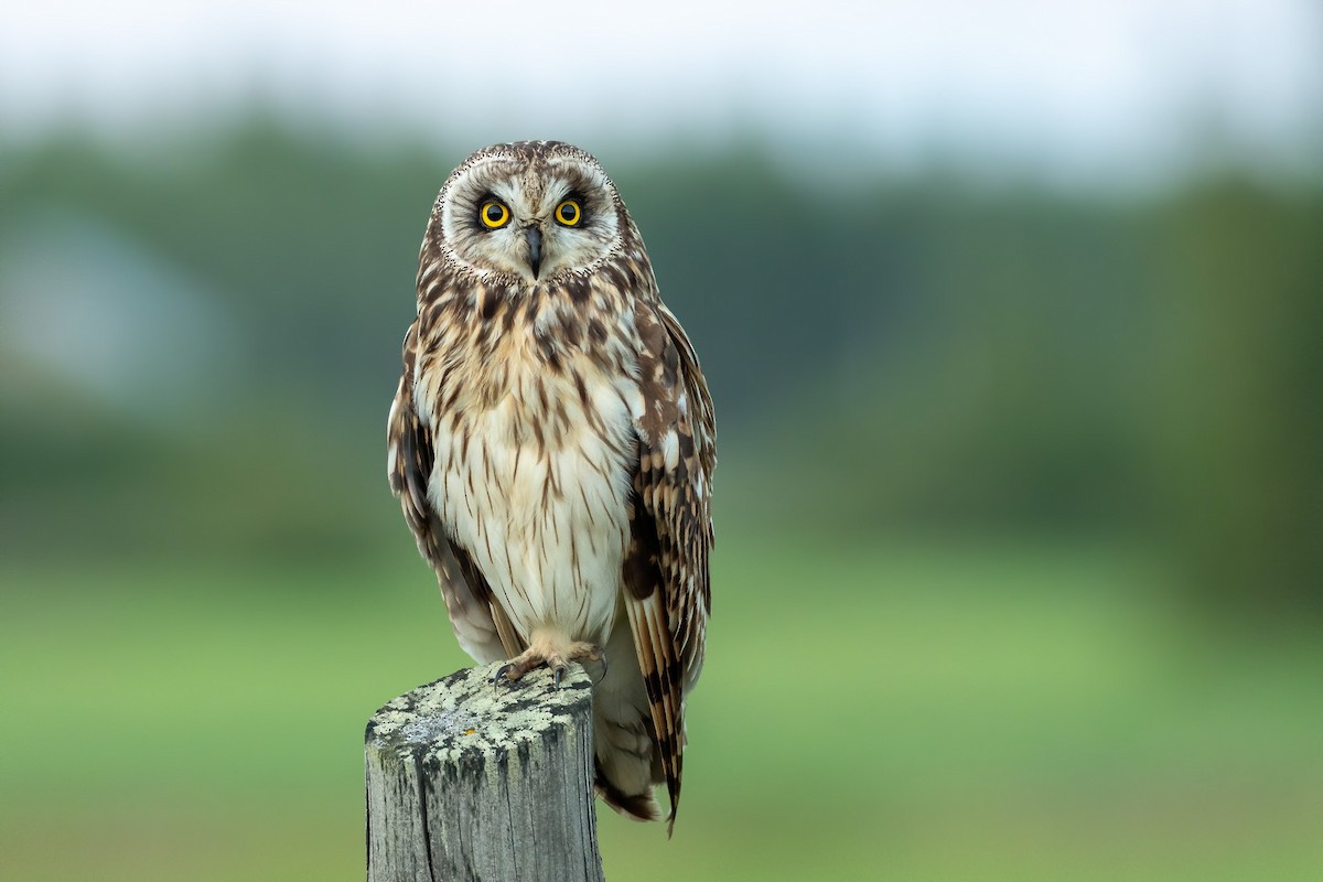 Short-eared Owl - ML248065101