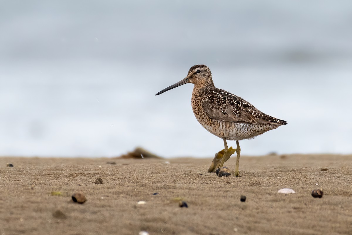 Short-billed Dowitcher - ML248067151