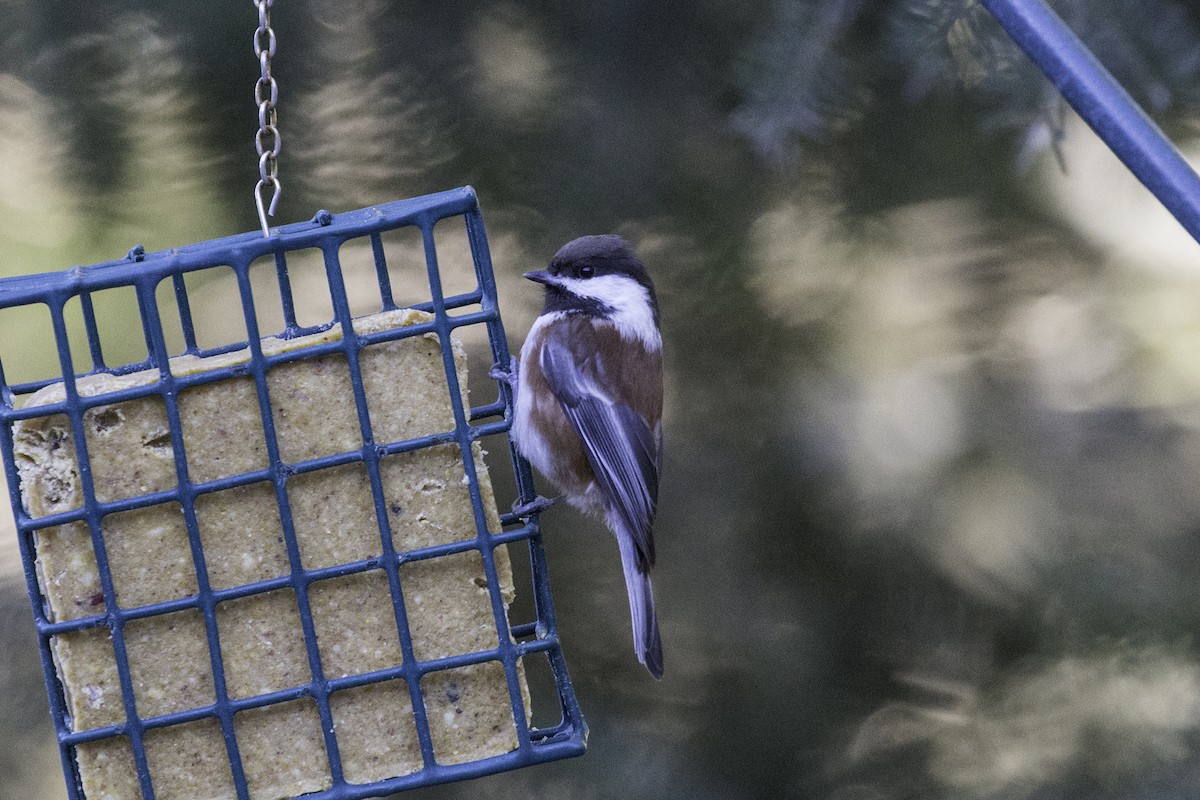 Mésange à dos marron - ML24806771