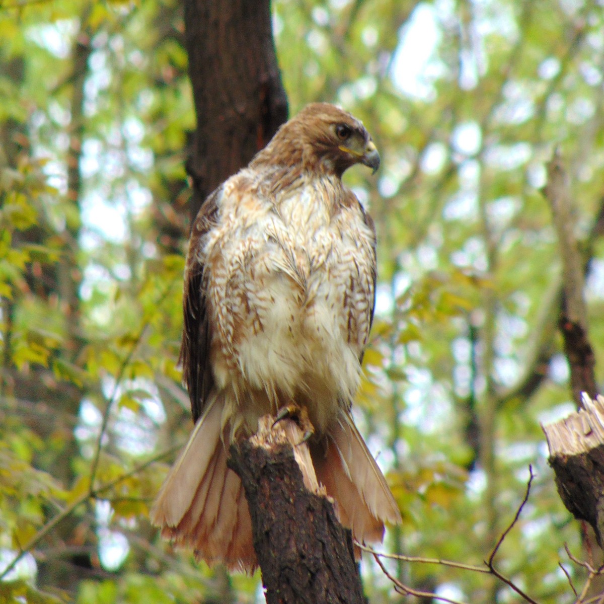 Red-tailed Hawk - ML248067891