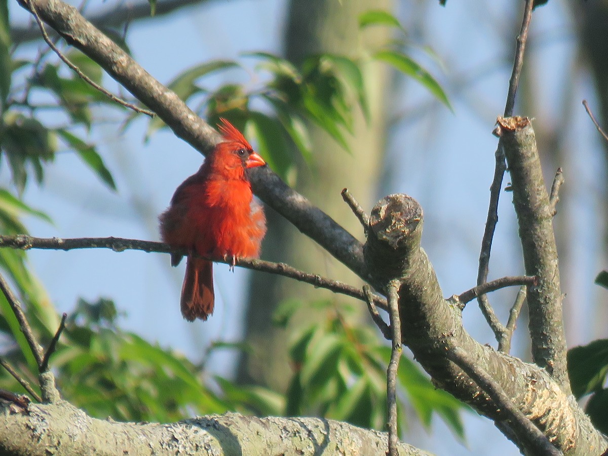 Cardinal rouge - ML248068351