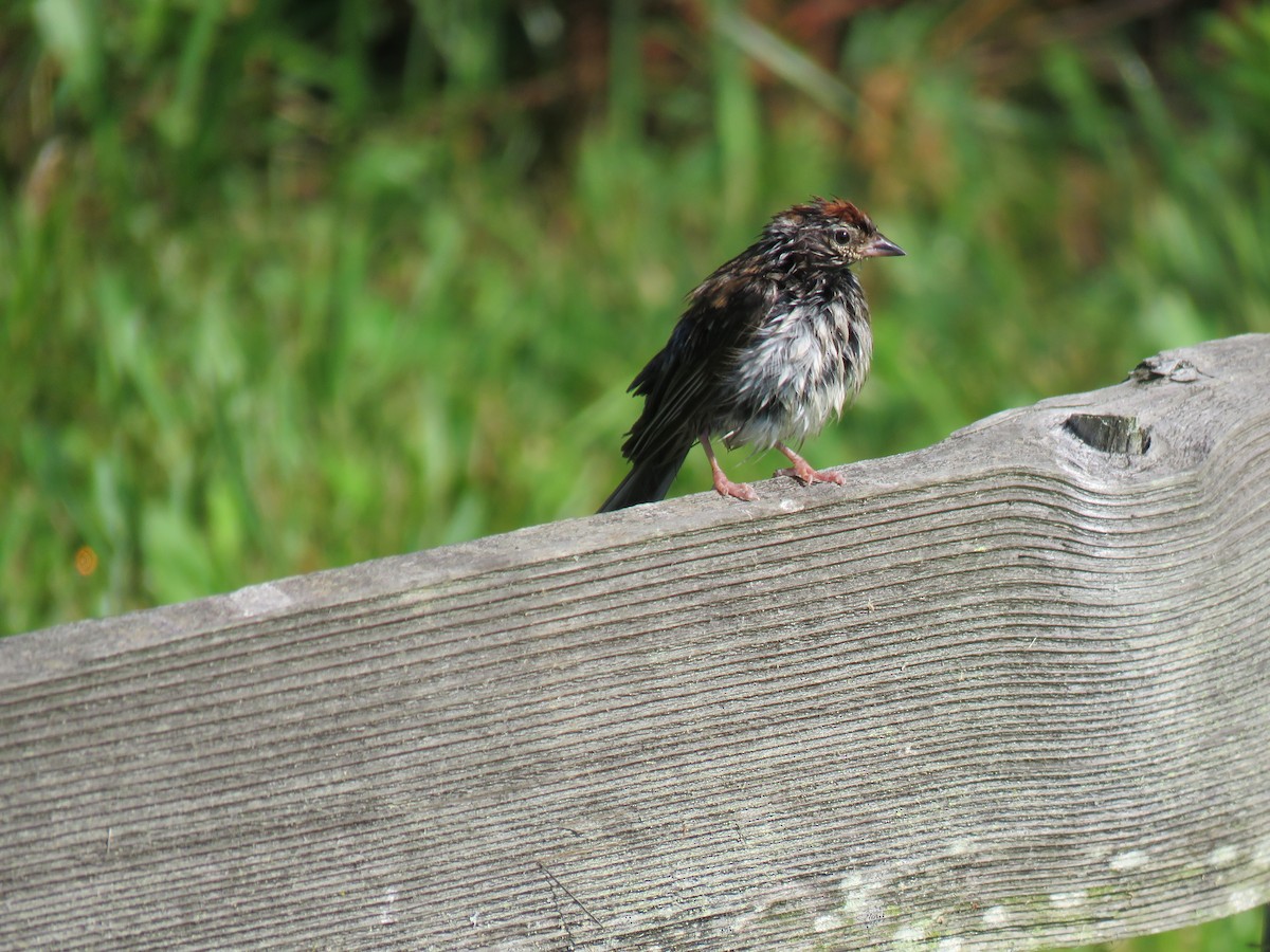 Swamp Sparrow - ML248068521