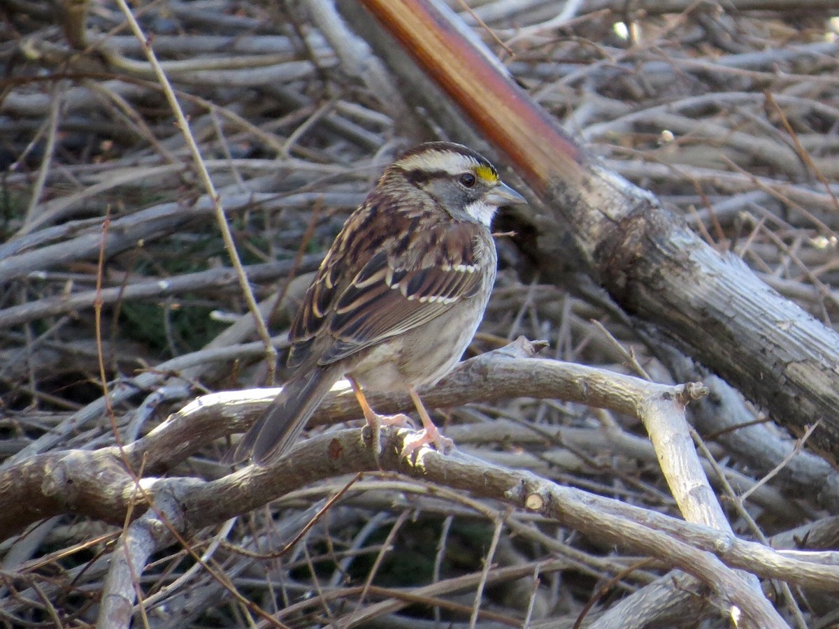 White-throated Sparrow - ML24806951