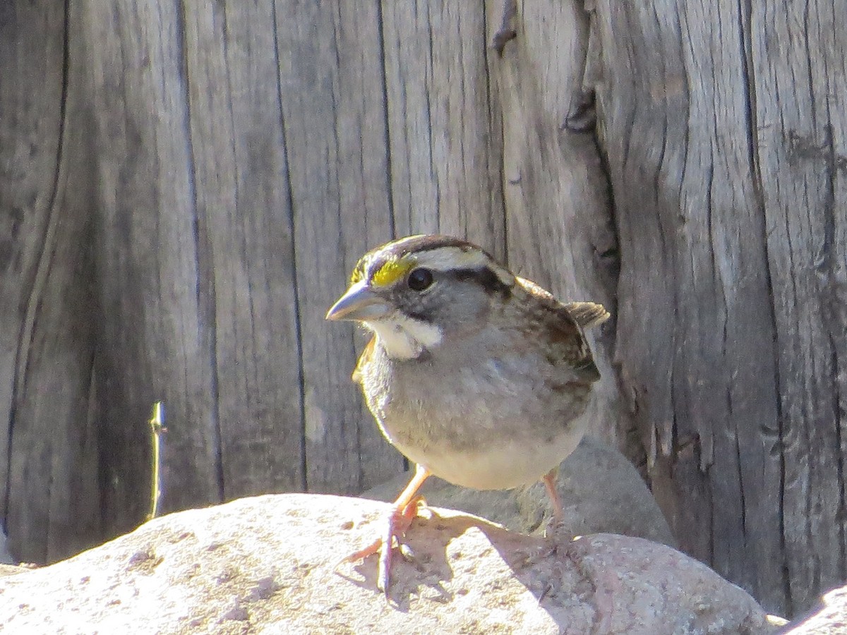 White-throated Sparrow - ML24806961