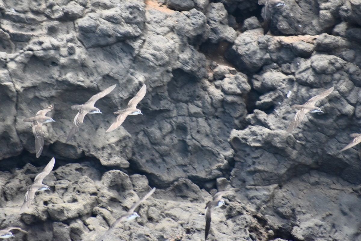 Galapagos Shearwater - Alena Capek