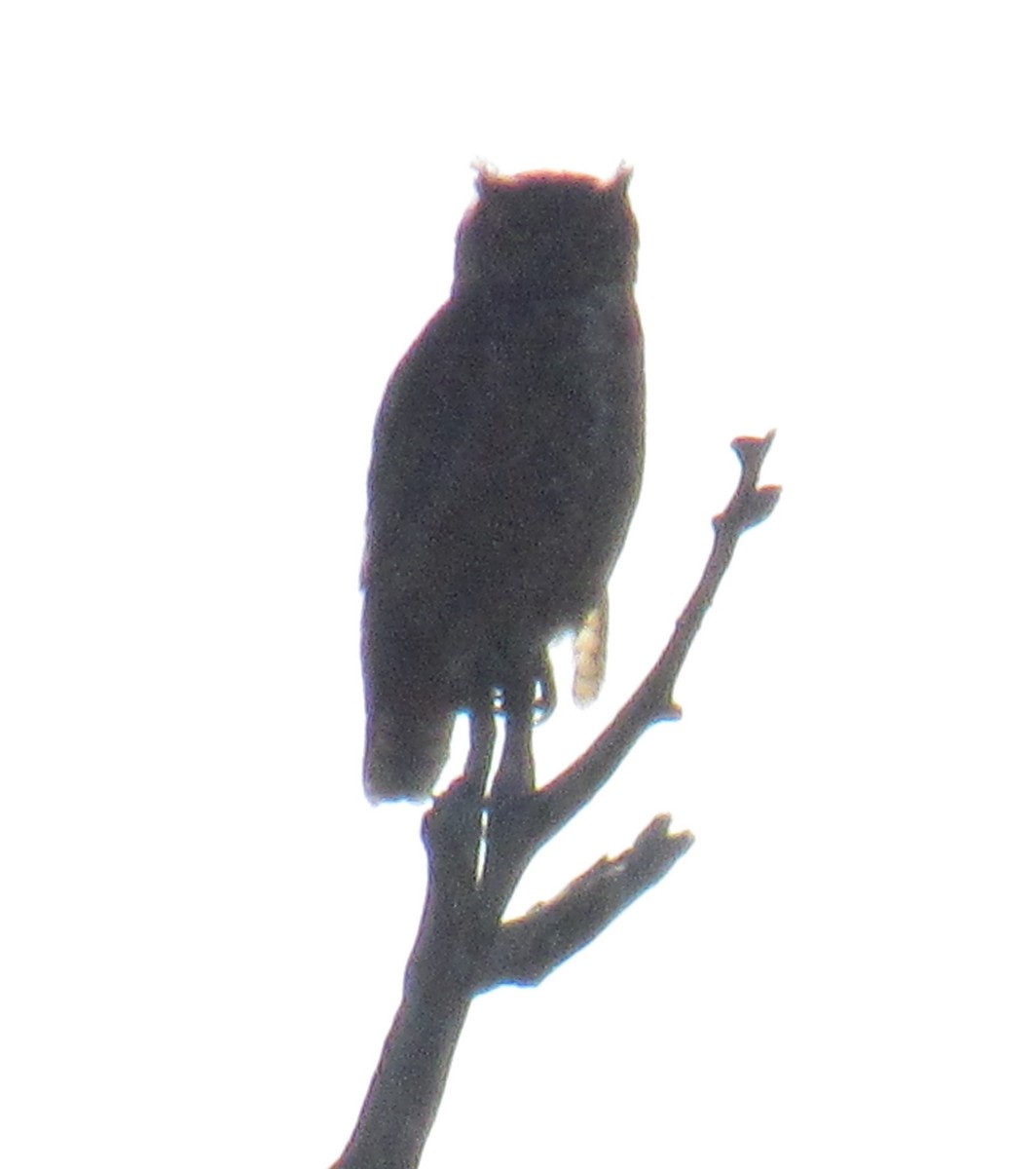 Great Horned Owl - ML248070641