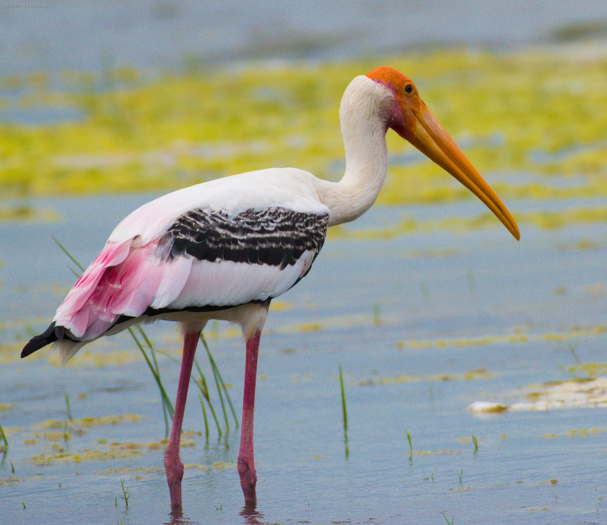 Painted Stork - ML248072581