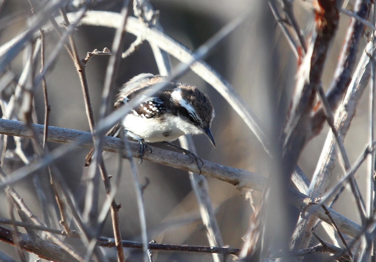 Black-bellied Antwren - Alexander Lees