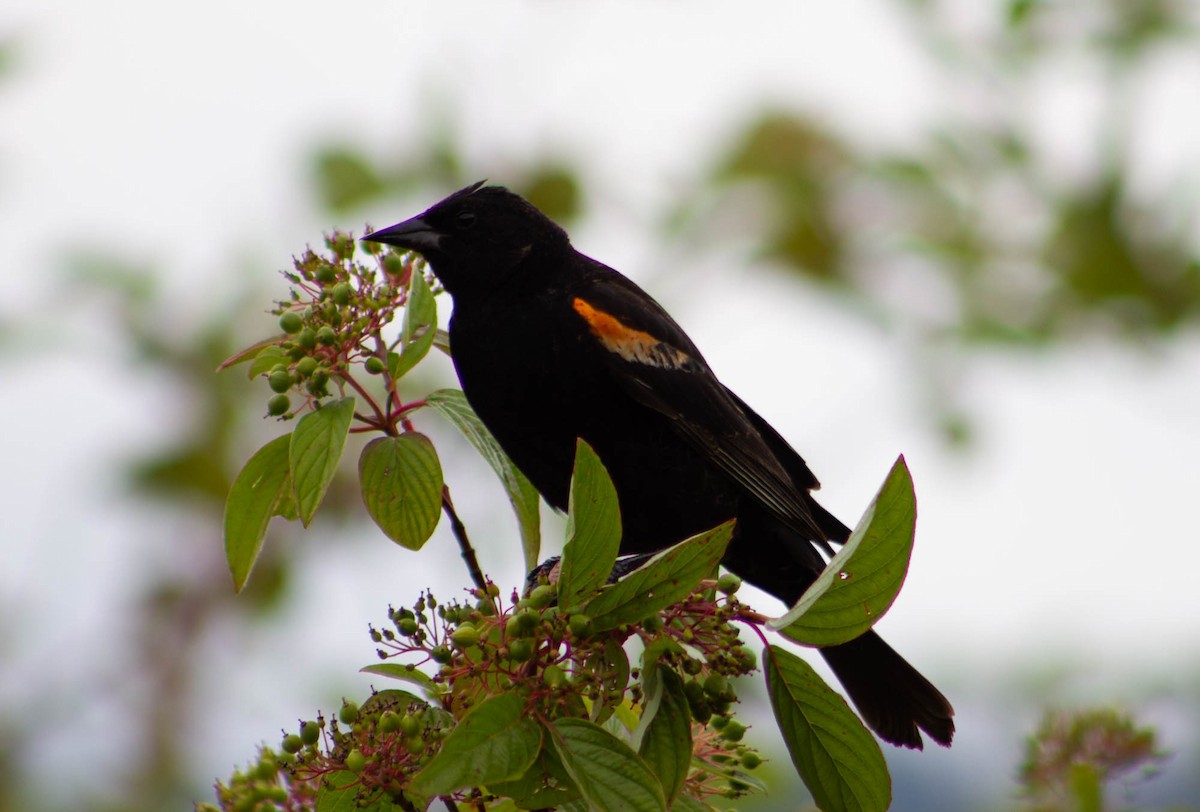 Red-winged Blackbird - Gaelen Schnare
