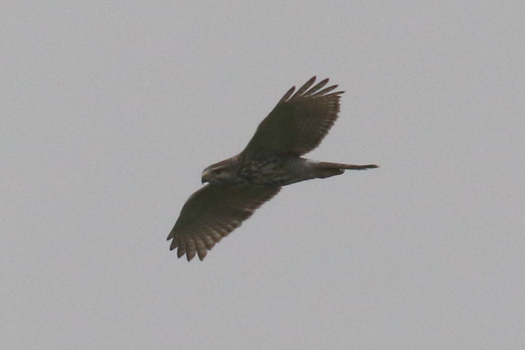Broad-winged Hawk - ML24807441