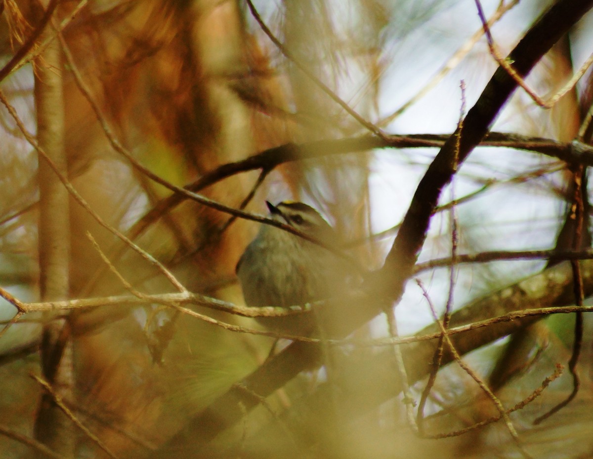 Golden-crowned Kinglet - Brian Williams