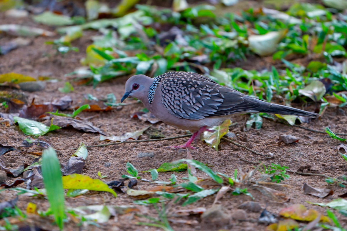Spotted Dove - ML248076071