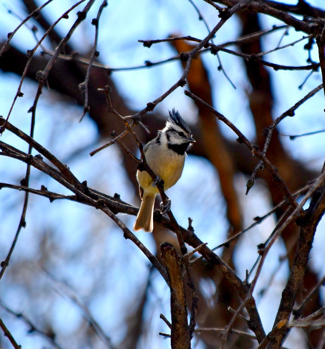 Bridled Titmouse - ML248077341