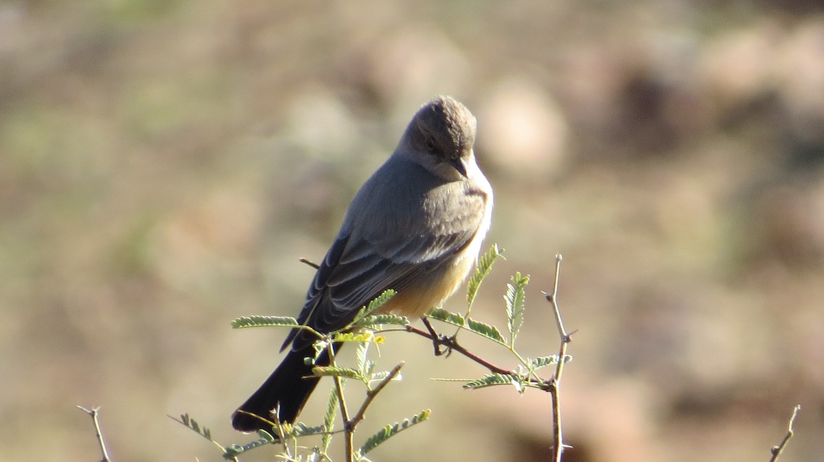 Say's Phoebe - ML248077421