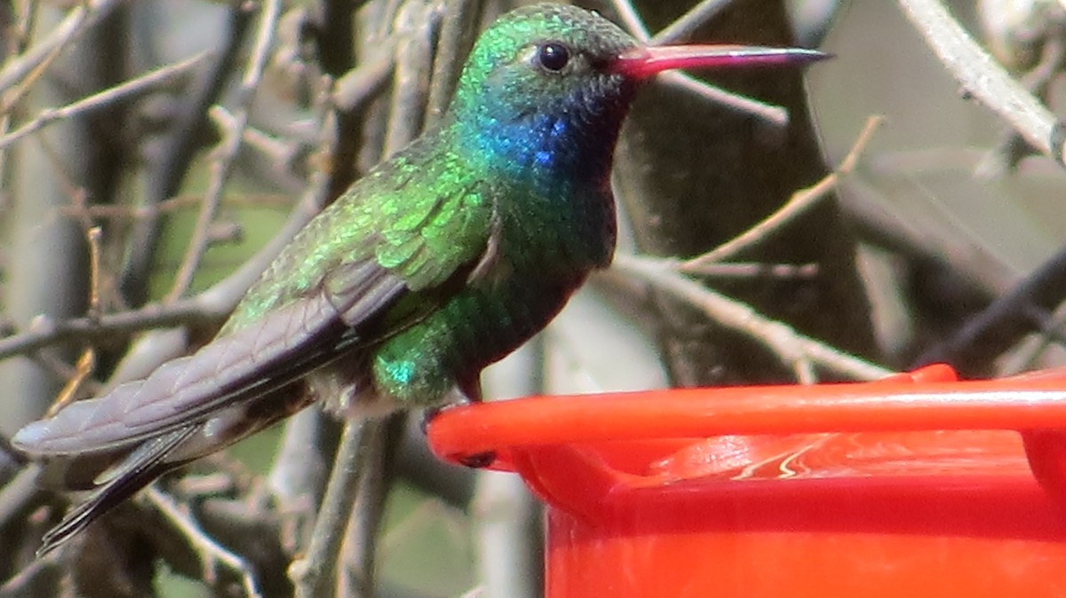 Broad-billed Hummingbird - ML248077661