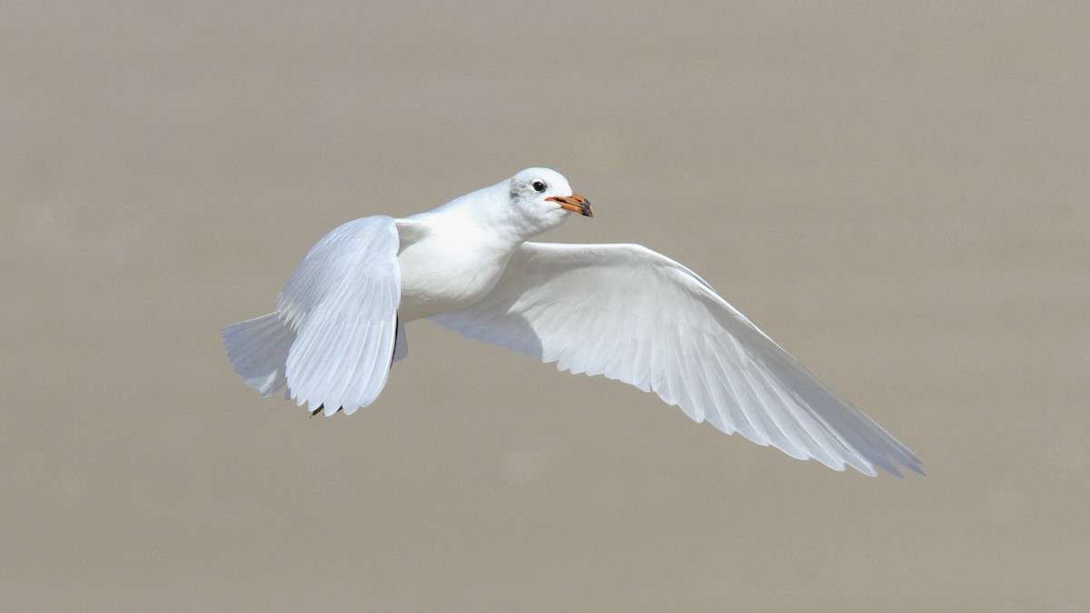 Mediterranean Gull - Sean Fitzgerald