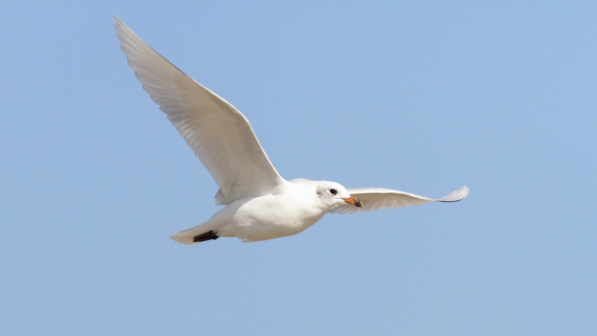 Mediterranean Gull - Sean Fitzgerald