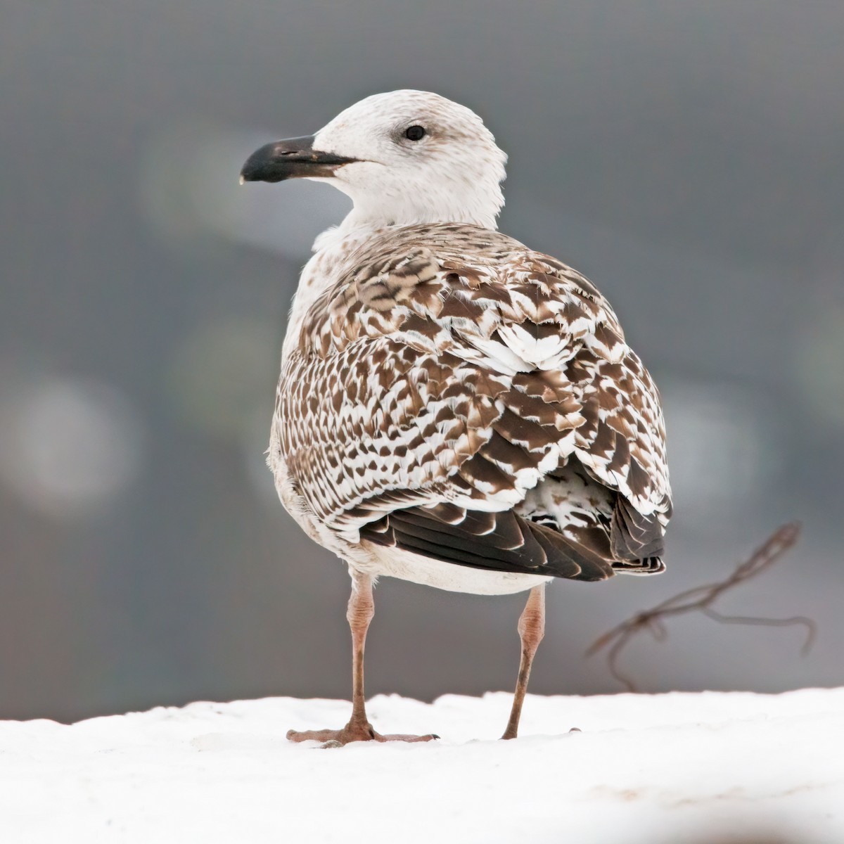 Great Black-backed Gull - ML248078191