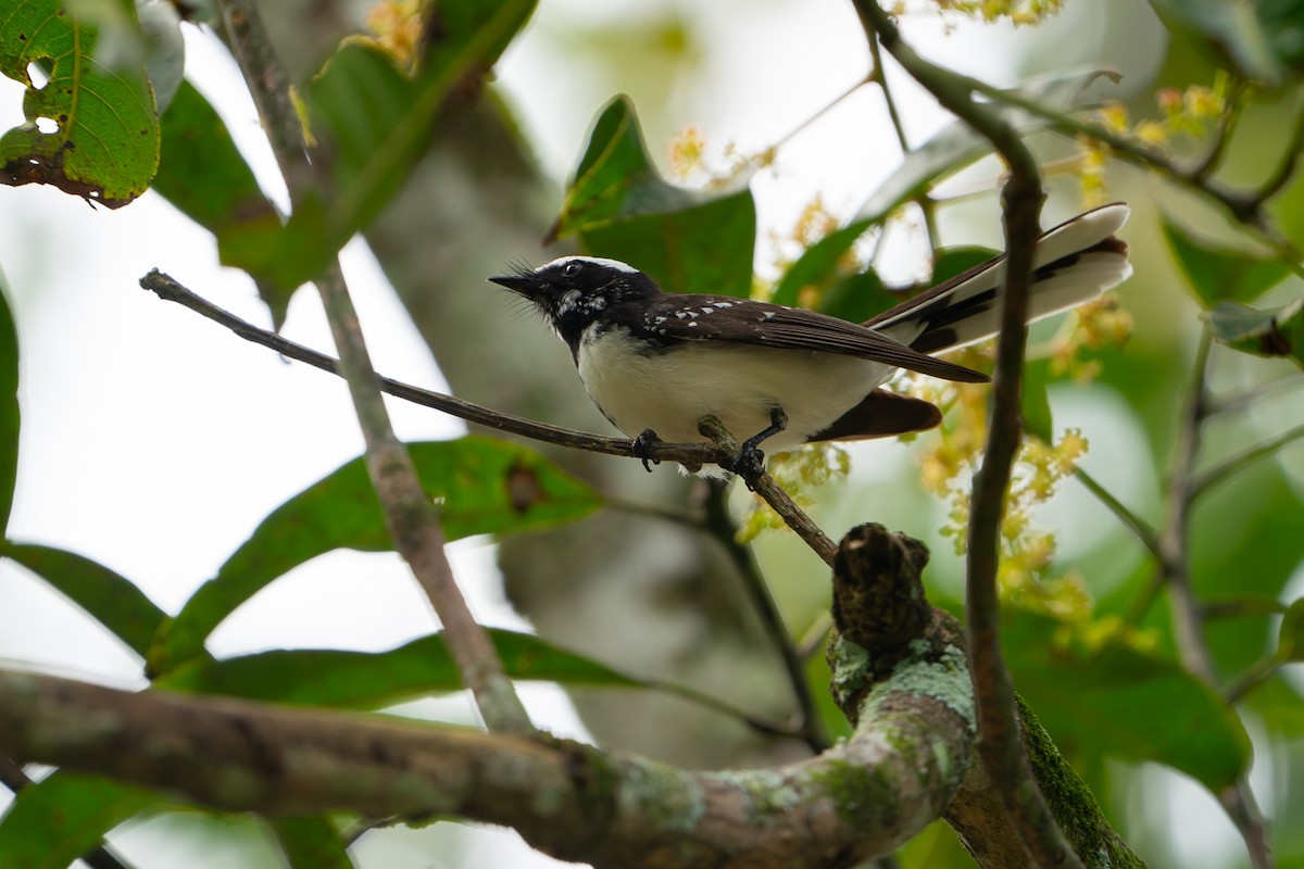 White-browed Fantail - ML248078651