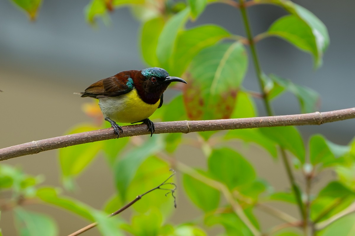 Purple-rumped Sunbird - ML248078681