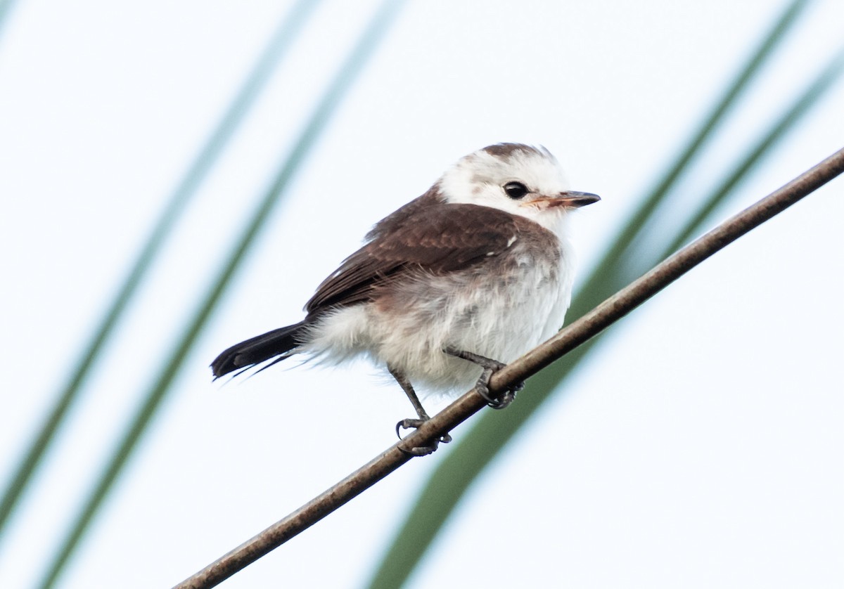 White-headed Marsh Tyrant - ML248079001