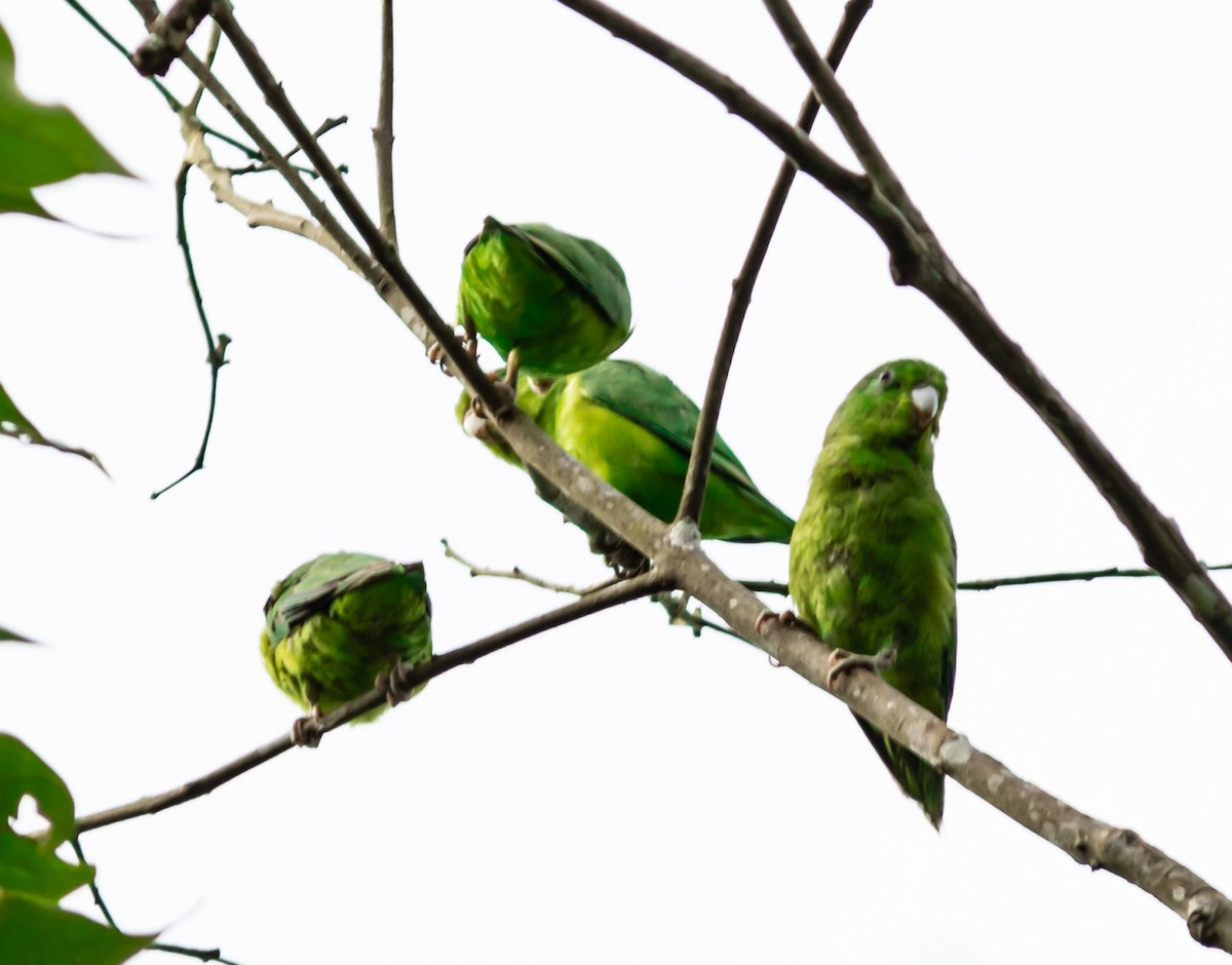 Cobalt-rumped Parrotlet - ML248079031