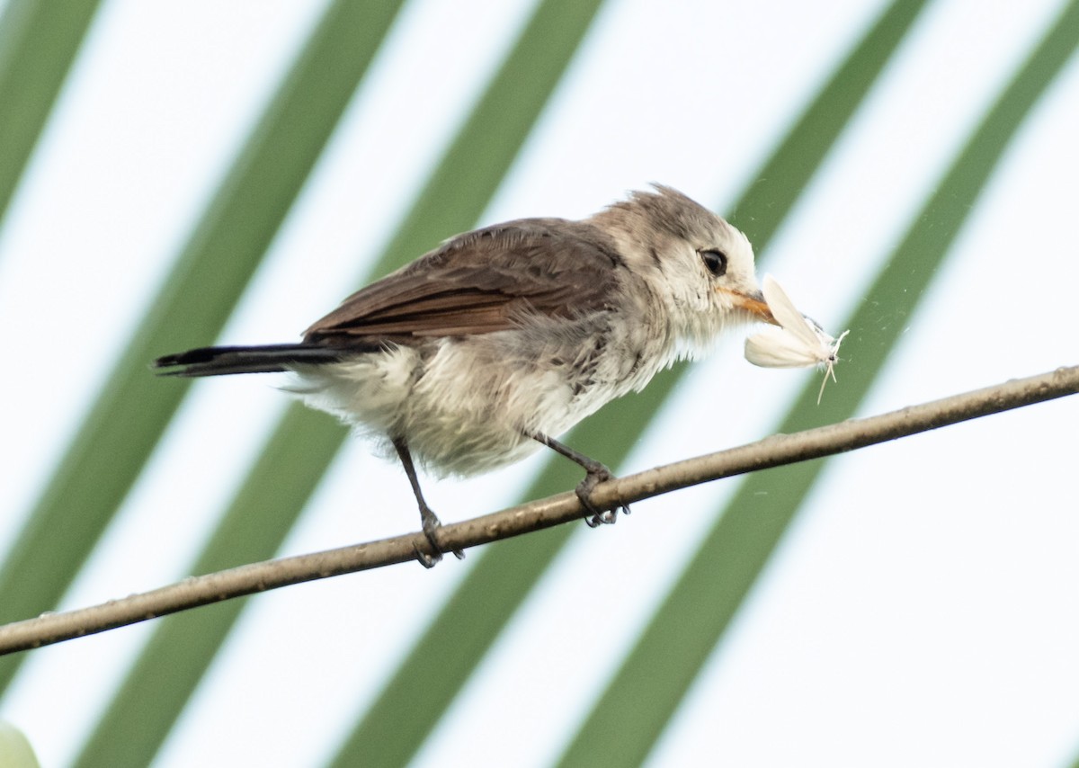 White-headed Marsh Tyrant - ML248079041