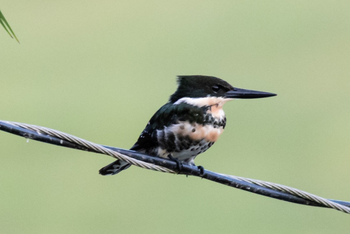 Green Kingfisher - ML248079051