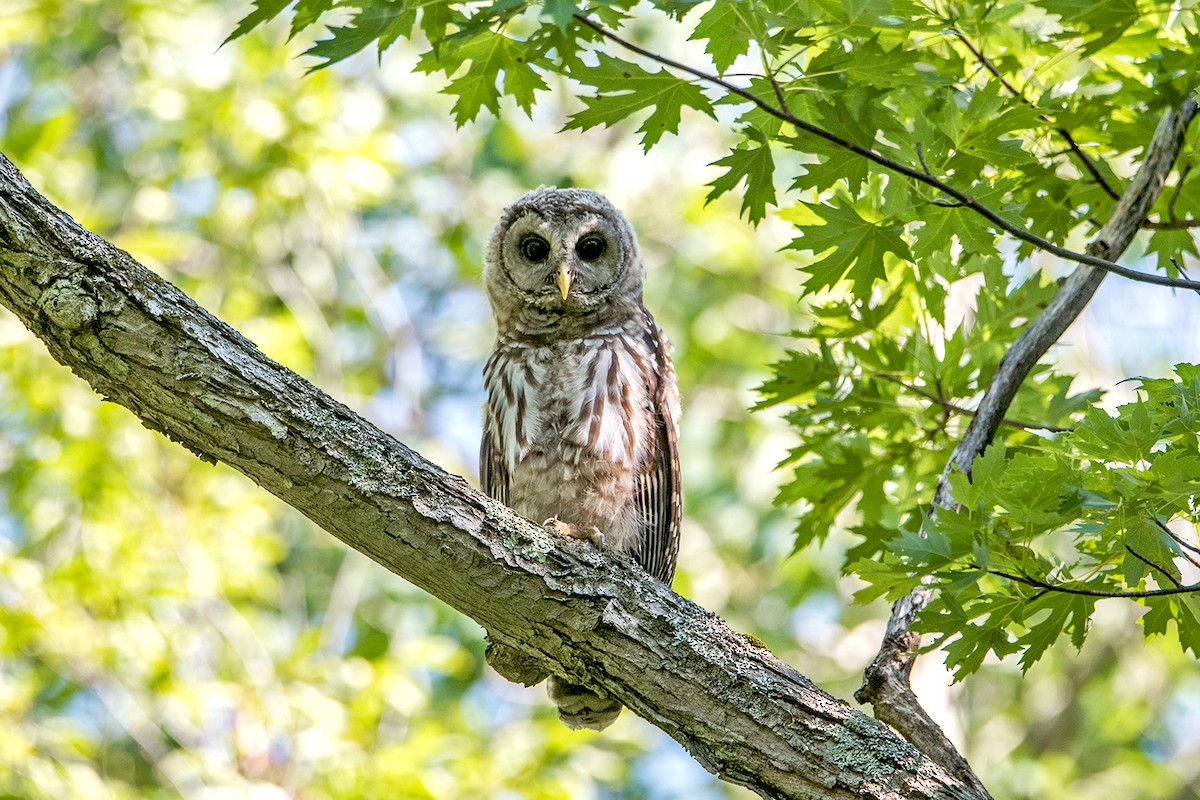 Barred Owl - Sue Barth