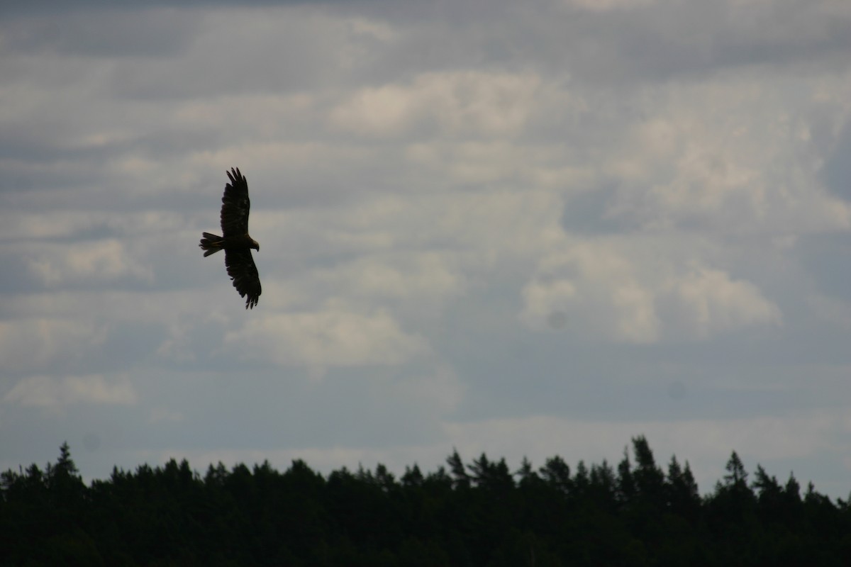 Western Marsh Harrier - ML248081431