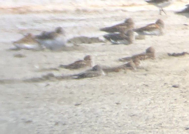 Semipalmated Sandpiper - ML248084601