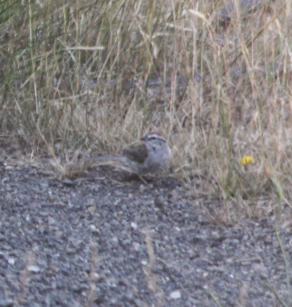 Chipping Sparrow - Richard Hubacek