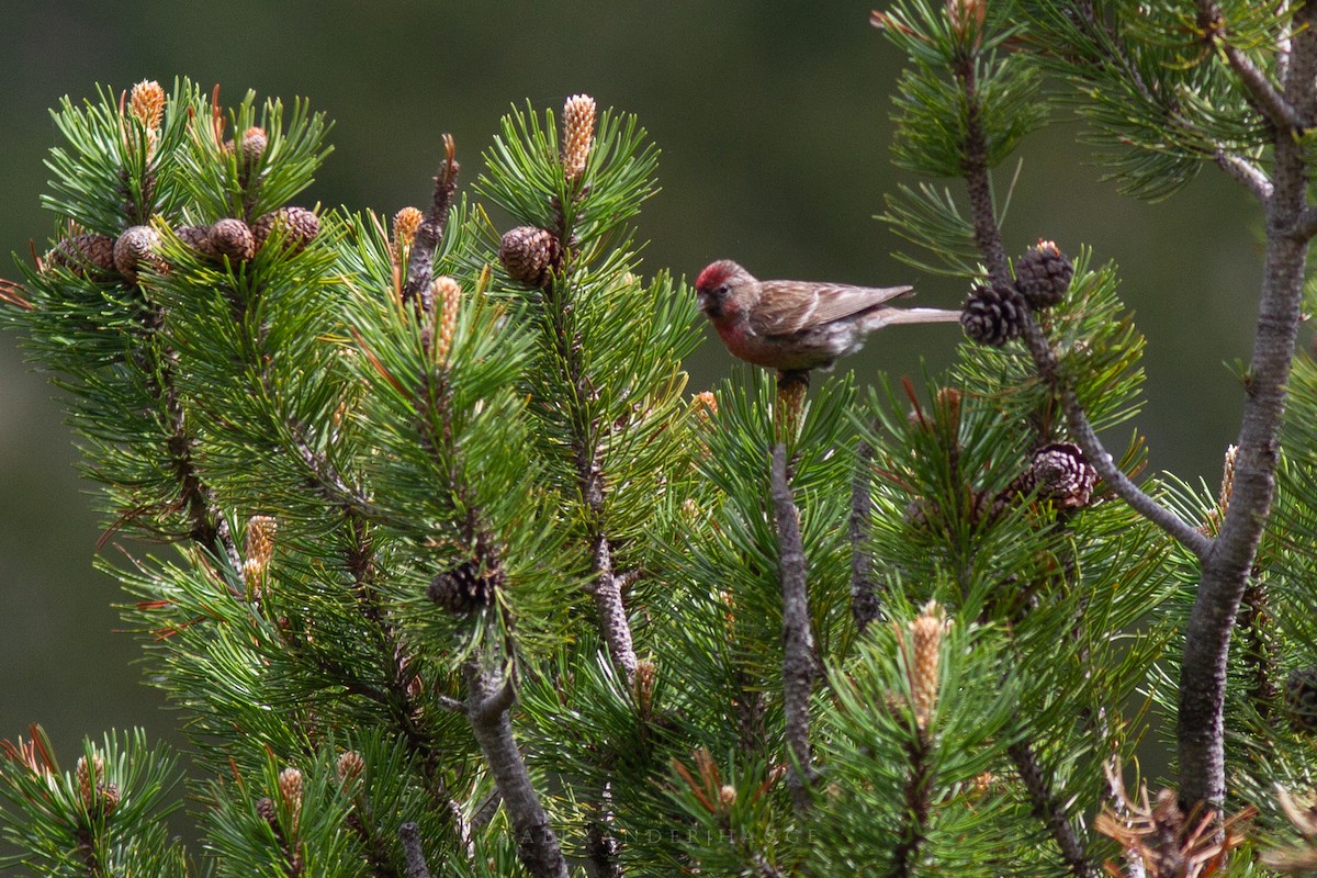 Lesser Redpoll - ML248085301