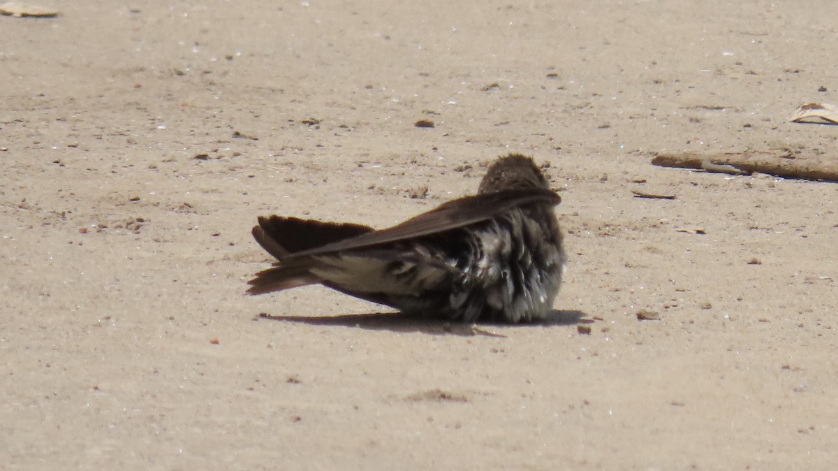 Northern Rough-winged Swallow - Richard Gregg