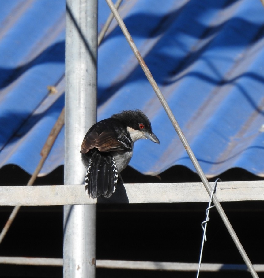 Great Antshrike - ML248087971