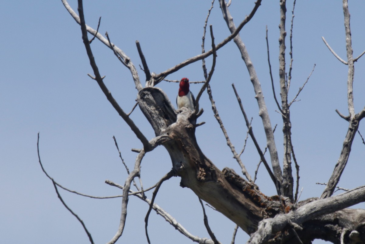 Red-headed Woodpecker - Mackenzie Goldthwait