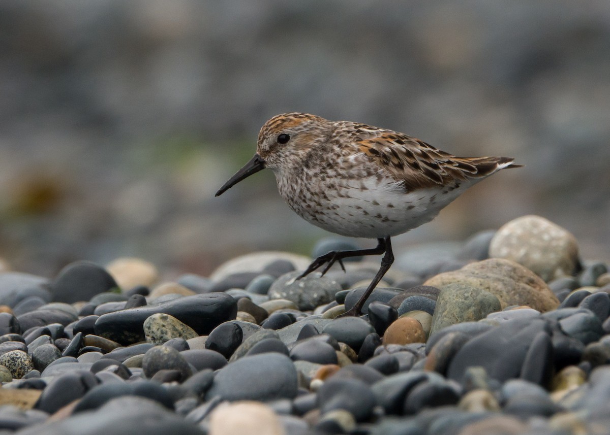 Western Sandpiper - ML248092681