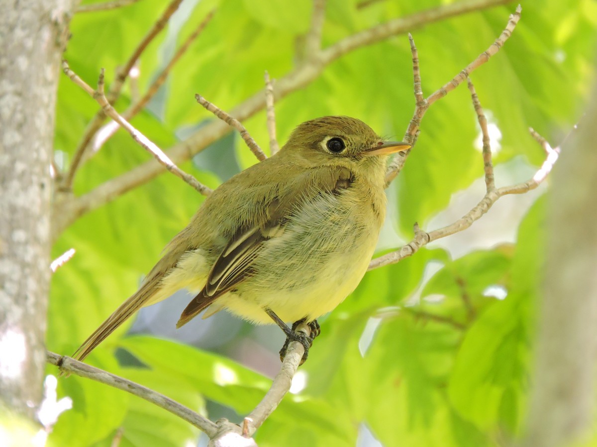 Western Flycatcher (Pacific-slope) - ML248094471