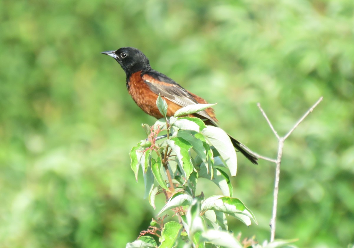 Orchard Oriole - ML248095801